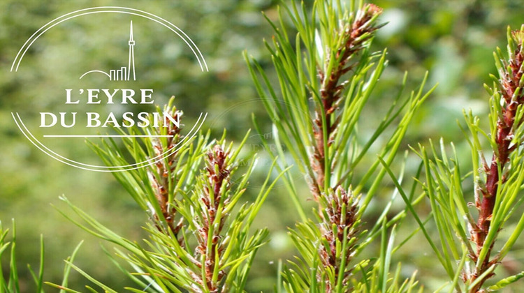 Ma-Cabane - Vente Terrain MIOS, 805 m²