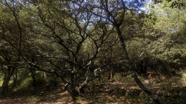 Ma-Cabane - Vente Terrain MOISSAC-BELLEVUE, 6665 m²