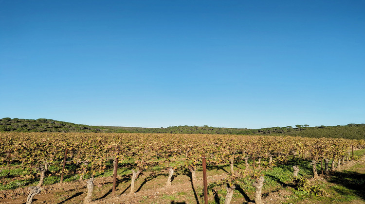 Ma-Cabane - Vente Terrain Murviel-lès-Béziers, 4950 m²