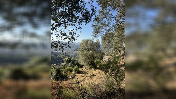 Ma-Cabane - Vente Terrain Olmeto, 1124 m²