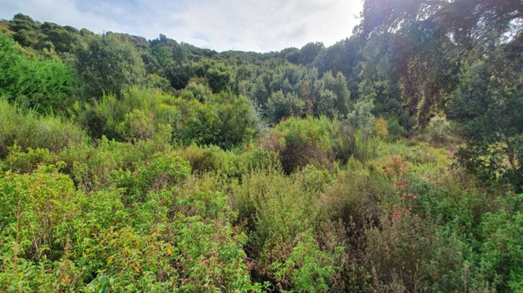 Ma-Cabane - Vente Terrain PETRETO BICCHISANO, 3000 m²