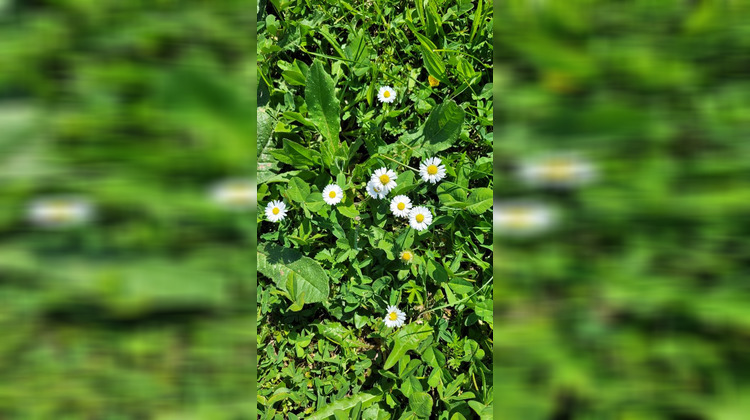 Ma-Cabane - Vente Terrain Piolenc, 450 m²