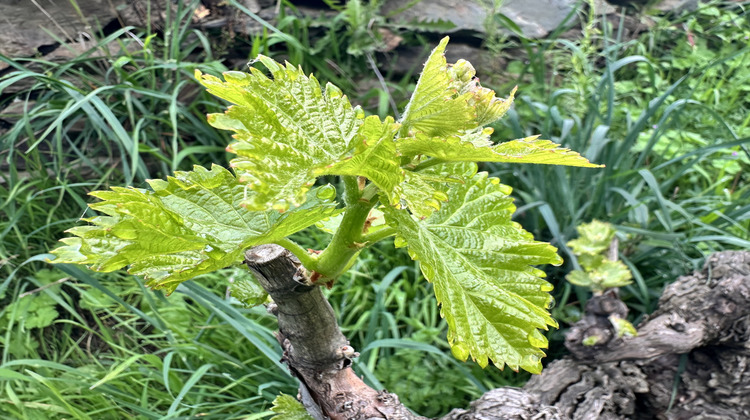 Ma-Cabane - Vente Terrain Port-Vendres, 8700 m²