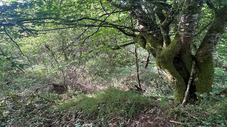Ma-Cabane - Vente Terrain SAINT YRIEIX LA PERCHE, 29147 m²