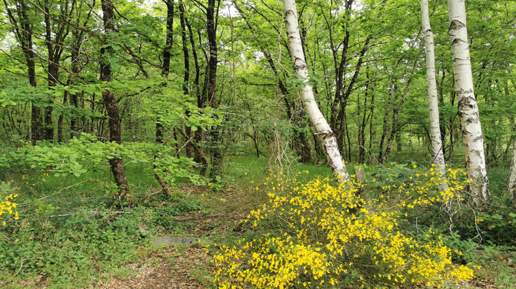 Ma-Cabane - Vente Terrain Selles-Saint-Denis, 7575 m²