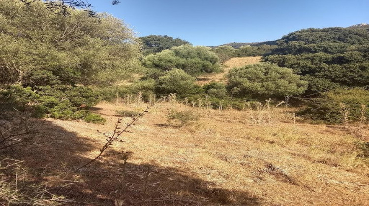 Ma-Cabane - Vente Terrain Sollacaro, 3400 m²