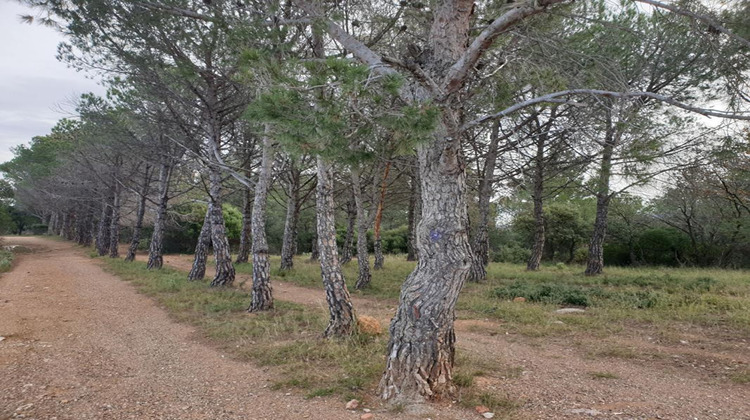 Ma-Cabane - Vente Terrain TORDERES, 10000 m²